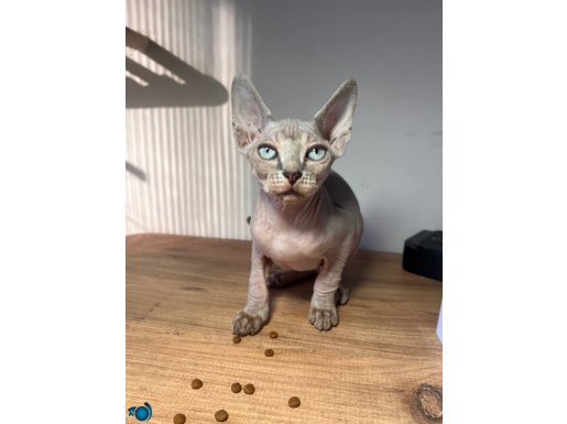 Sfenks erkek yavru kedi 