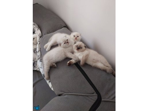 Scottish iran yavruları 