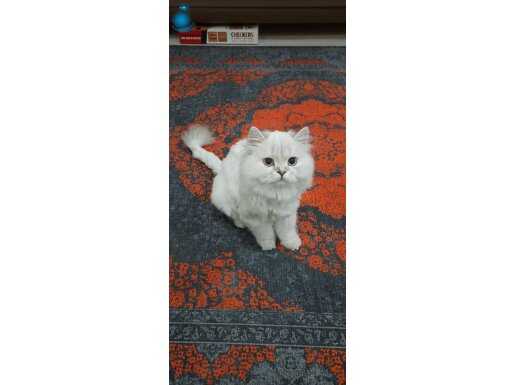 Safkan british Longhair yavrumuz mia (açıklamayı okuyalım) 