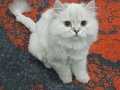 Safkan british Longhair yavrumuz mia (açıklamayı okuyalım) 