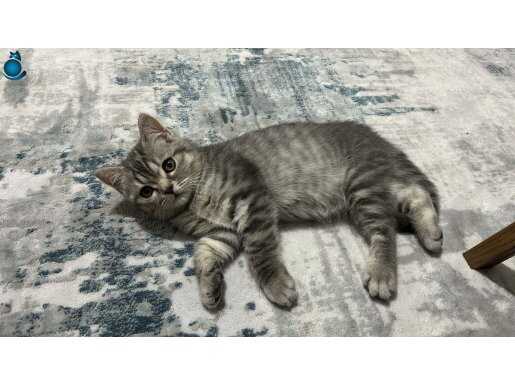 5 aylık orginal british shorthair kalıcı yuva arıyoruz 