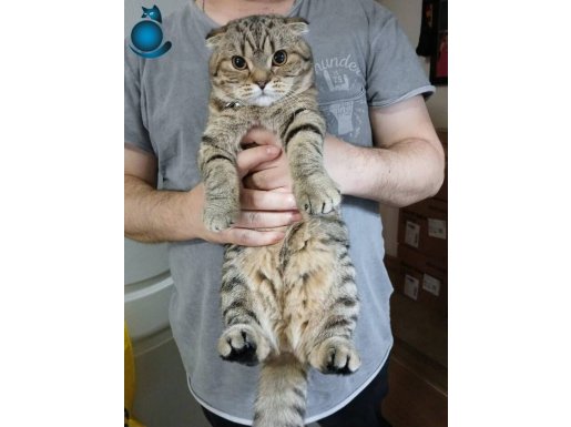 Scottish fold 