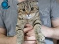 Scottish fold 