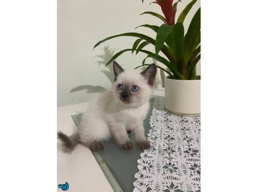 BRİTİSH SHORTHAİR BLUE POİNT