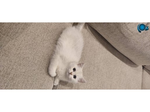 Brisith shorthair silver point dişi akıllı uysal 