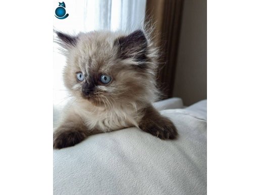 koala gibi bir yavru :)