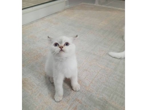 Tam Bir Oyun Delisi British Shorthair