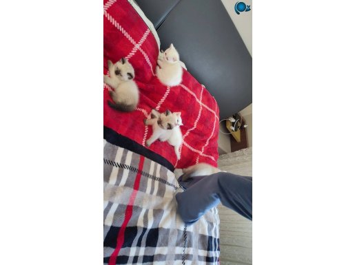 Orjinal oyuncu british shorthair yavrular 
