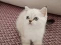 TAM BİR  YEMELİK LOKUM PARÇASI