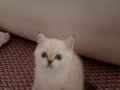 TAM BİR YEMELİK LOKUM PARÇASI
