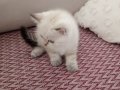 TAM BİR YEMELİK LOKUM PARÇASI