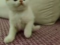 PAMUK GİBİ BEMBEYAZ KÜÇÜK KIZIMIZ