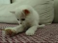 PAMUK GİBİ BEMBEYAZ KÜÇÜK KIZIMIZ