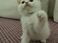 PAMUK GİBİ BEMBEYAZ KÜÇÜK KIZIMIZ