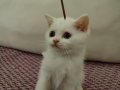 PAMUK GİBİ BEMBEYAZ KÜÇÜK KIZIMIZ
