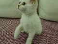 TAM ANLAMIYLA OYUN HASTASI BİR BEYEFENDİ