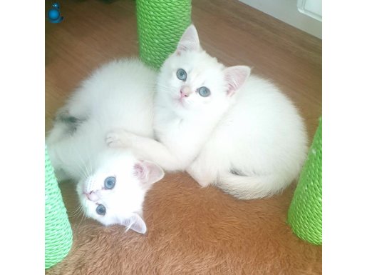 Safkan British Shorthair yavrular