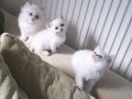Safkan British Shorthair bebekler