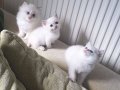 Bu tatlı Pamuk yumakları sizin olsun mu?