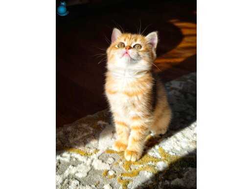 Safkan British Shorthair Yavrular 
