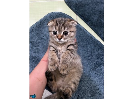 scottish fold yavru kedi 3 aylık