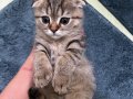 scottish fold yavru kedi 3 aylık
