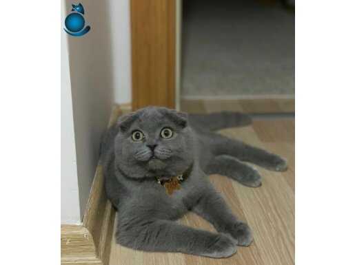 Scottısh erkek kedi