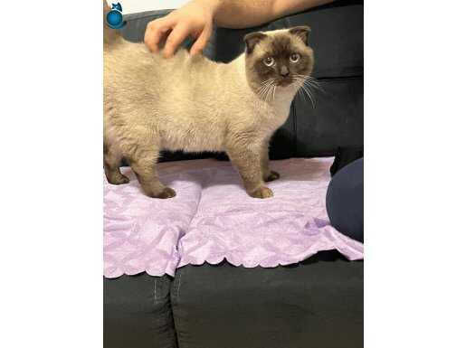 Scottish fold erkek kedi