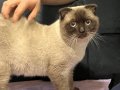 Scottish fold erkek kedi