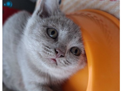 BRITISH SHORTHAİR YAVRU KEDİLER