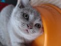 BRITISH SHORTHAİR YAVRU KEDİLER