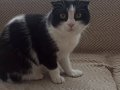 Kisir disi kedi. Cok uysal ve masul. Aşıları eksiksizdir. 2 