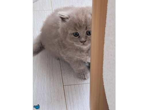 Aşırı tatlılık içerir şekeri olan aramasın