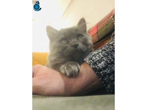 90 GÜNLÜK OYUN CANAVARI