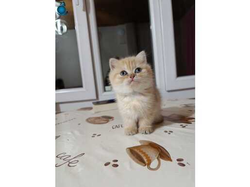 Safkan erkek yavru 