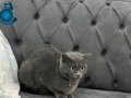 Safkan british kedi