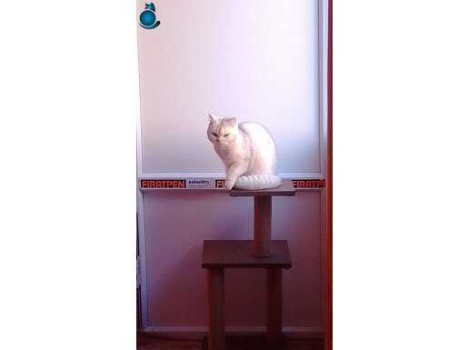 Biritislonghair küçükken petshoptan alınmış 1 yaşında akıırk
