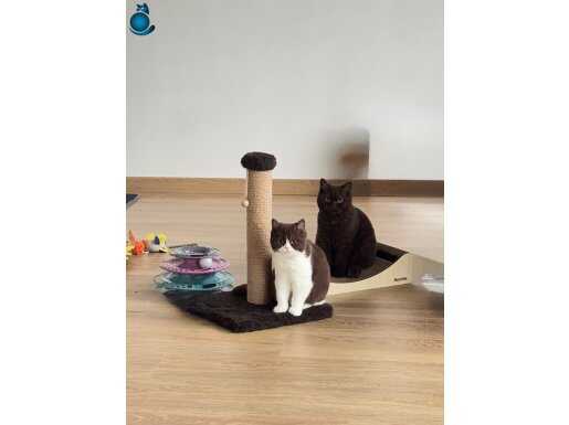 British shorthair cinnamon çift 