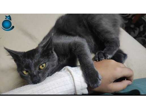 Russian blue 5.5 aylık erkek