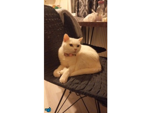 Kedilerimi sahiplendirmek istiyorum 