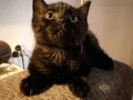 Erkek ve Dişi British Shorthair kedilerimi sahiplendiriyorum 