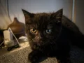 Erkek ve Dişi British Shorthair kedilerimi sahiplendiriyorum 