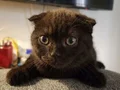 Erkek ve Dişi British Shorthair kedilerimi sahiplendiriyorum 