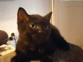 Erkek ve Dişi British Shorthair kedilerimi sahiplendiriyorum 