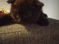 Erkek ve Dişi British Shorthair kedilerimi sahiplendiriyorum 