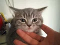 Kedilerimi yeni yuva arıyorum