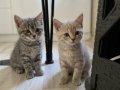 5 Yavru Kedimi Sahiplendiricem annesi blue point baba briths