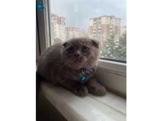 2 Aylık scottish fold 
