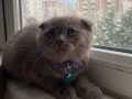 2 Aylık scottish fold 