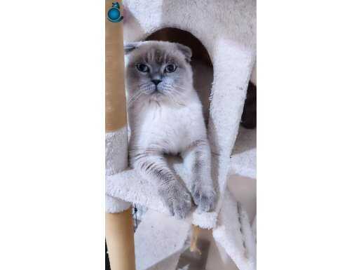 BLUE POİNT SCCOTTİSH KEDİM 2 YASİNDA 